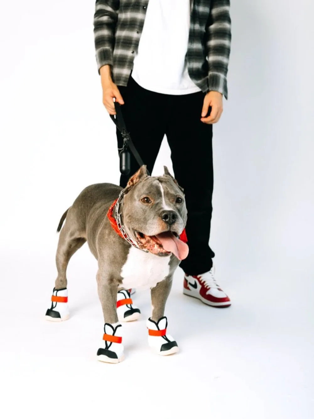 Dog Sneakers (Borough)